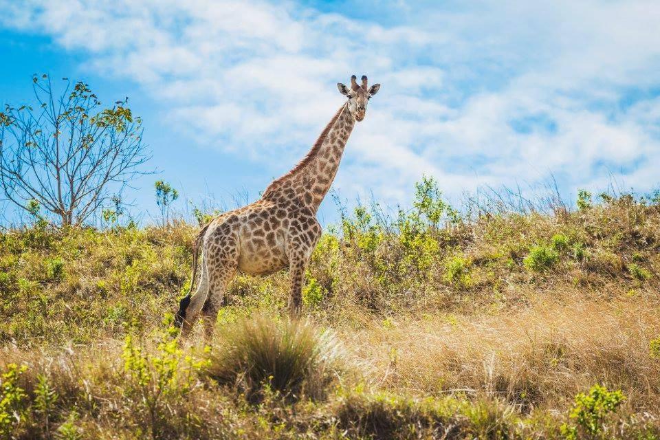 Wildlife experience in iLembe